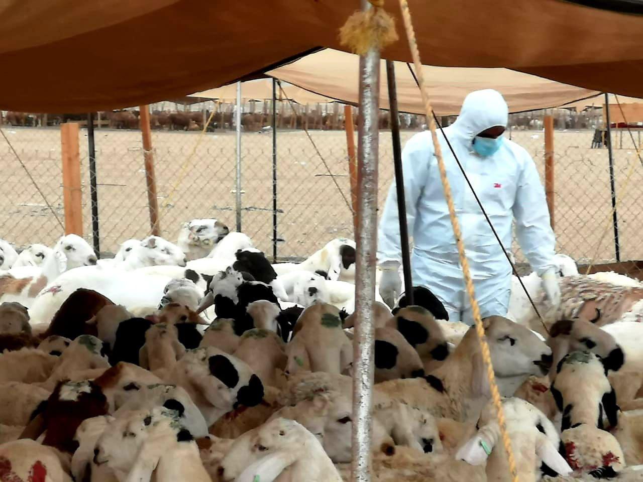 مشروع المملكة للإفادة من الهدي والأضاحي