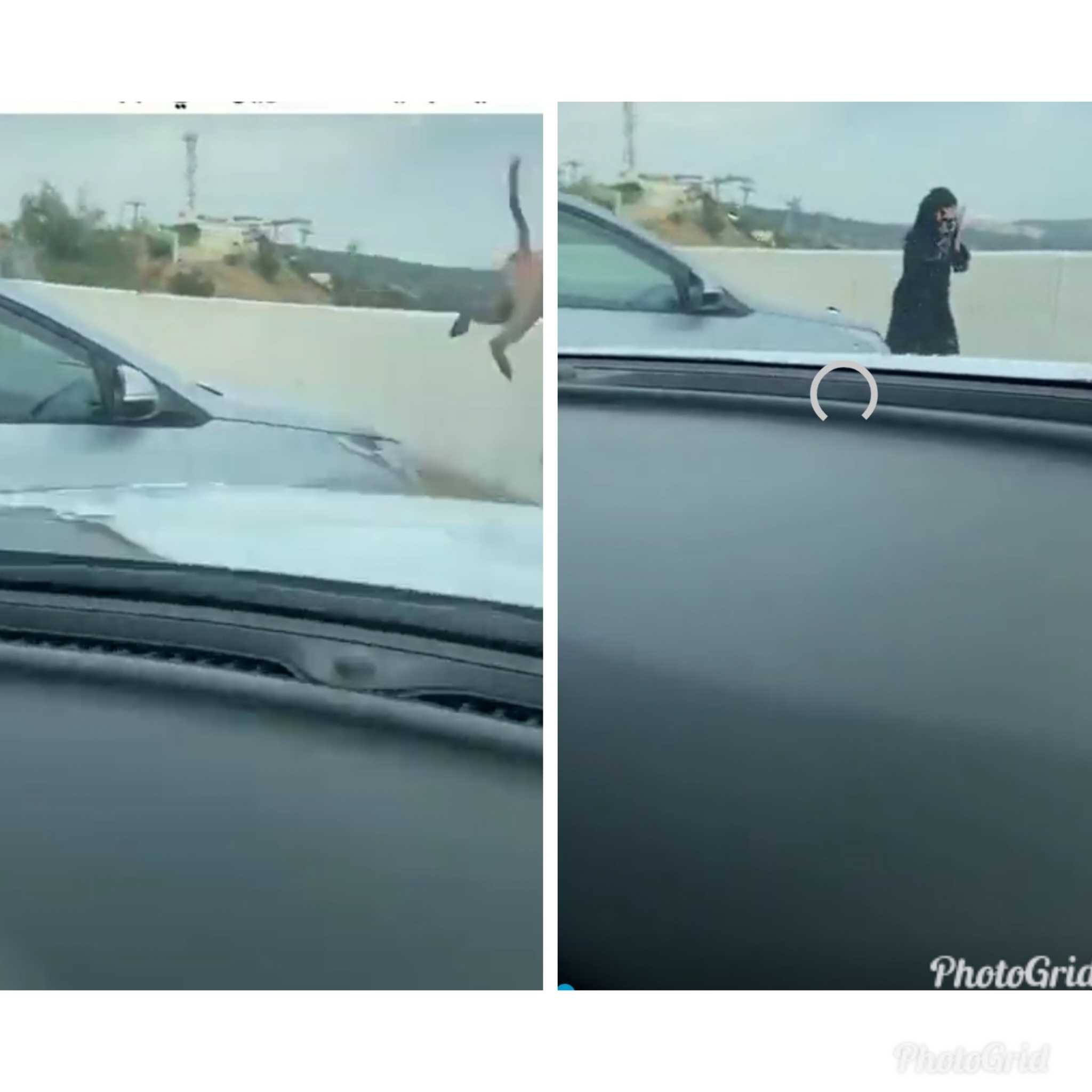 قرد يهاجم فتاة في أبها أثناء تصويرها السحاب