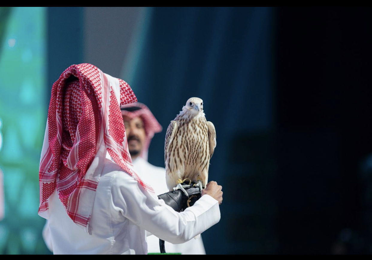 منتجون سعوديون يقدمون أغلى صقر حر في المنطقة