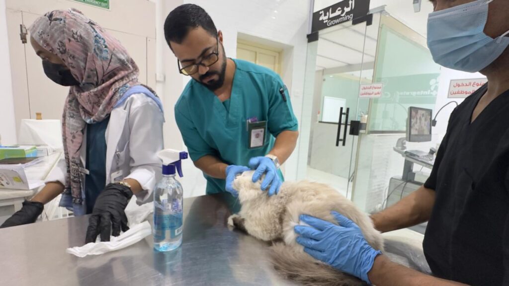 حملة لتحصين الحيوانات الأليفة ضد مرض السعار بالباحة