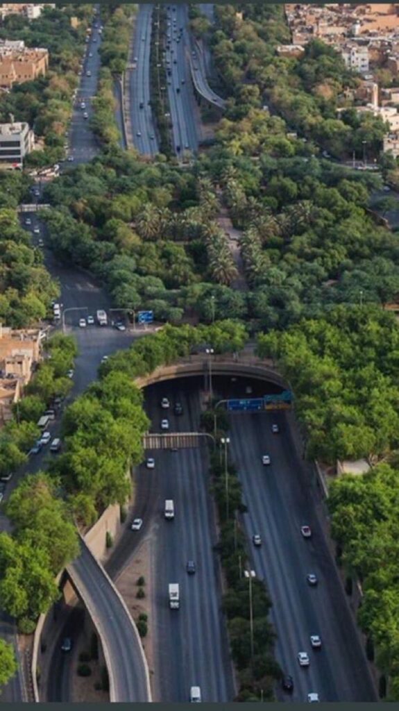 السعودية تستزرع 72 مليون شجرة مانجروف وتستهدف 100 مليون بحلول 2030.