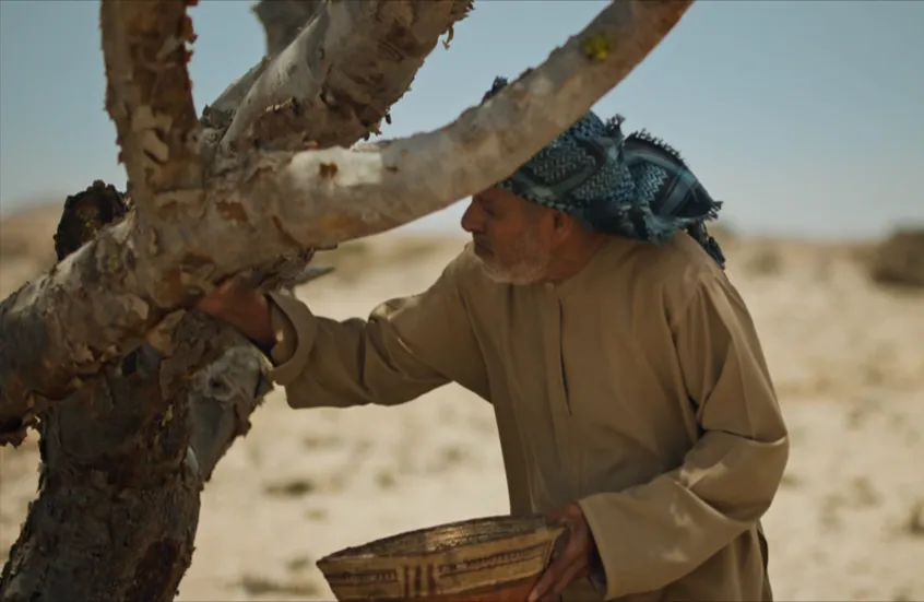 “أرض اللبان” في مهرجان قازان.. رحلة سينمائية تكشف أسرار الشجرة العمانية الأسطورية
