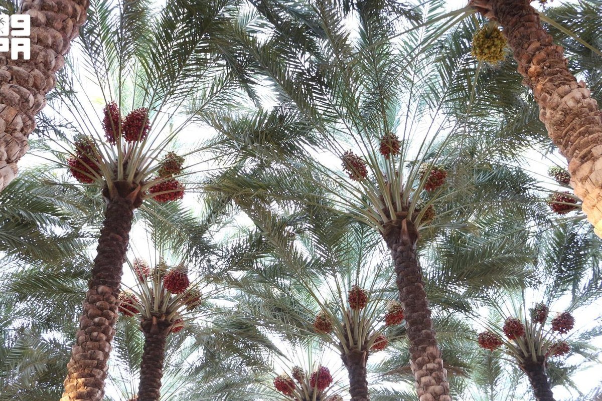 أشجار النخيل المثمرة في محافظة دومة الجندل
