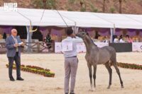 بطولة حائل الدولية لجمال الخيل الع