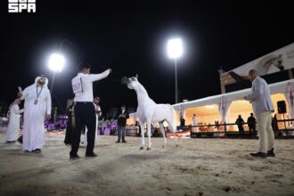 أكثر من 18 ألف زائر في اليوم الثالث من بطولة حائل الدولية لجمال الخيل