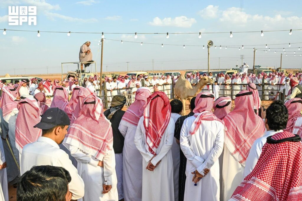 جانب من مزاد حائل للإبل في نسخته الـ17