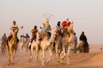 هجن خلال سباق في الصحراء