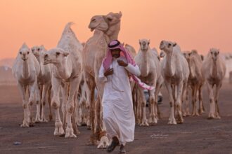 قطيع من الإبل في مزاد المدينة المنورة الثالث للإبل بمحافظة الحناكية