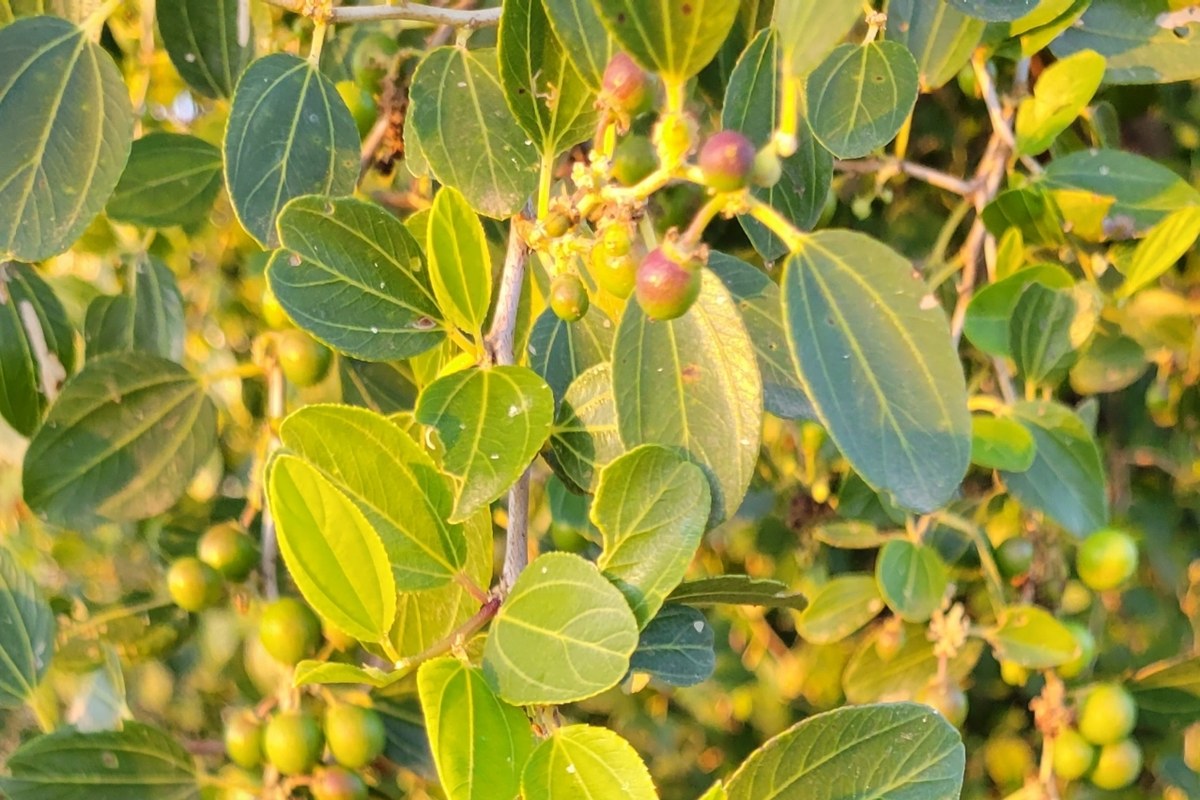 أغصان شجرة السدر بأوراقها الخضراء وثمارها