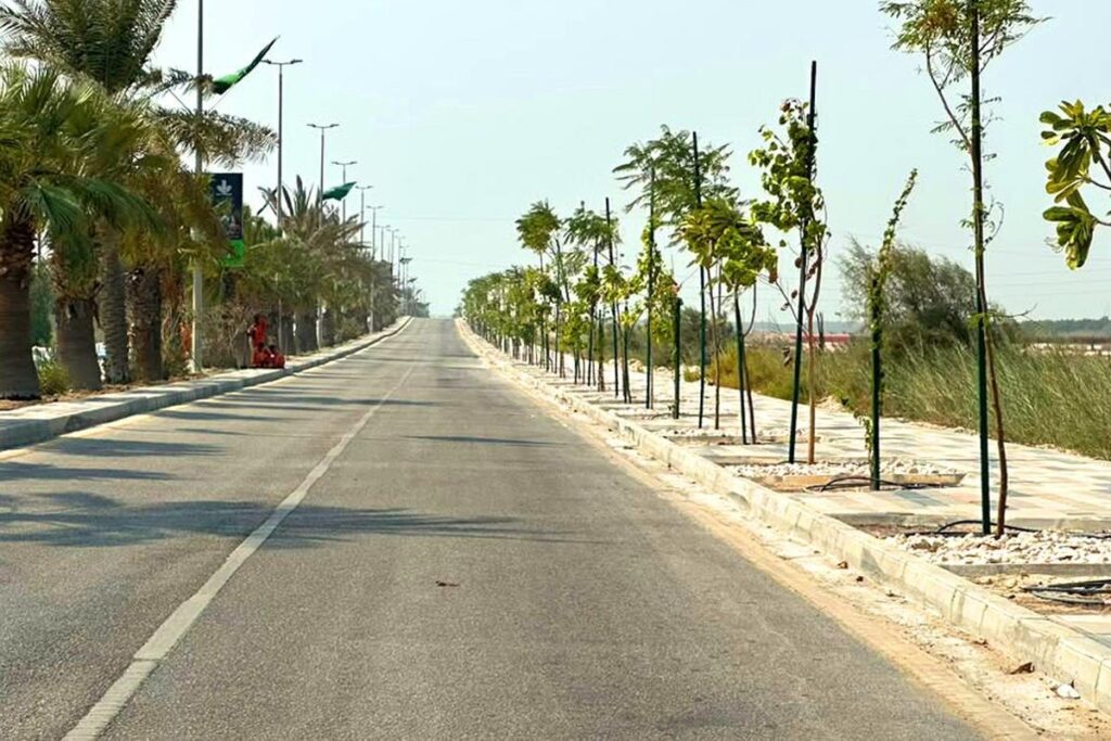 أشجار مزروعة حديثًا على جانبي طريق في محافظة رأس تنورة