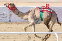 مطية تشارك في أحد أشواط سباقات الهجن، صورة تعبيرية لخبر كأس الأولمبية السعودية للهجن
