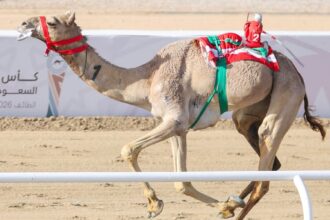 «الاتحاد السعودي للهجن» يعلن برنامج كأس الأولمبية السعودية للهجن 2026 بجوائز تتجاوز 10 ملايين ريال
