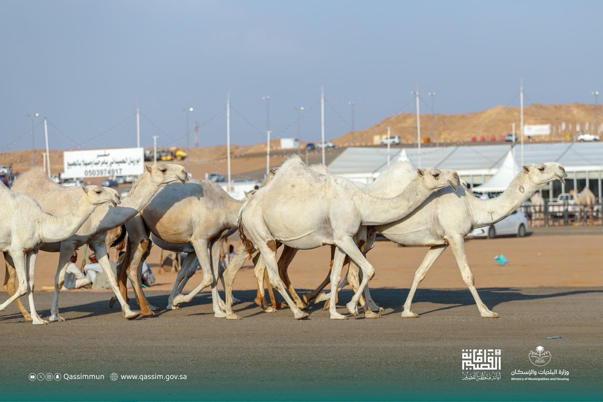 إبل في ضاحية عنيزة لمزادات الإبل
