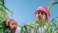 ريف السعودية - مزارع يتفقد سنابل القمح في حقله