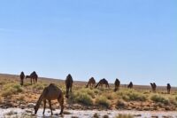 إبل ترعى قرب جريان أمطار طريف